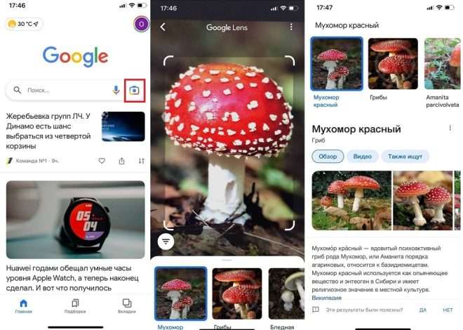 Лучшие приложения для определения грибов