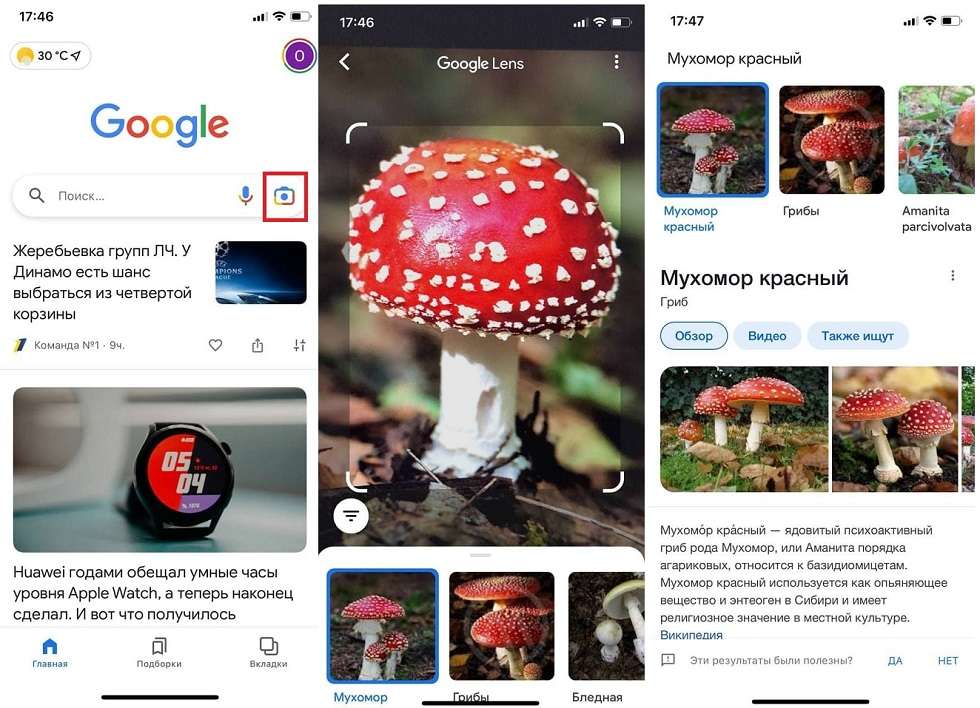 Лучшие приложения для определения грибов